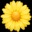 🌼